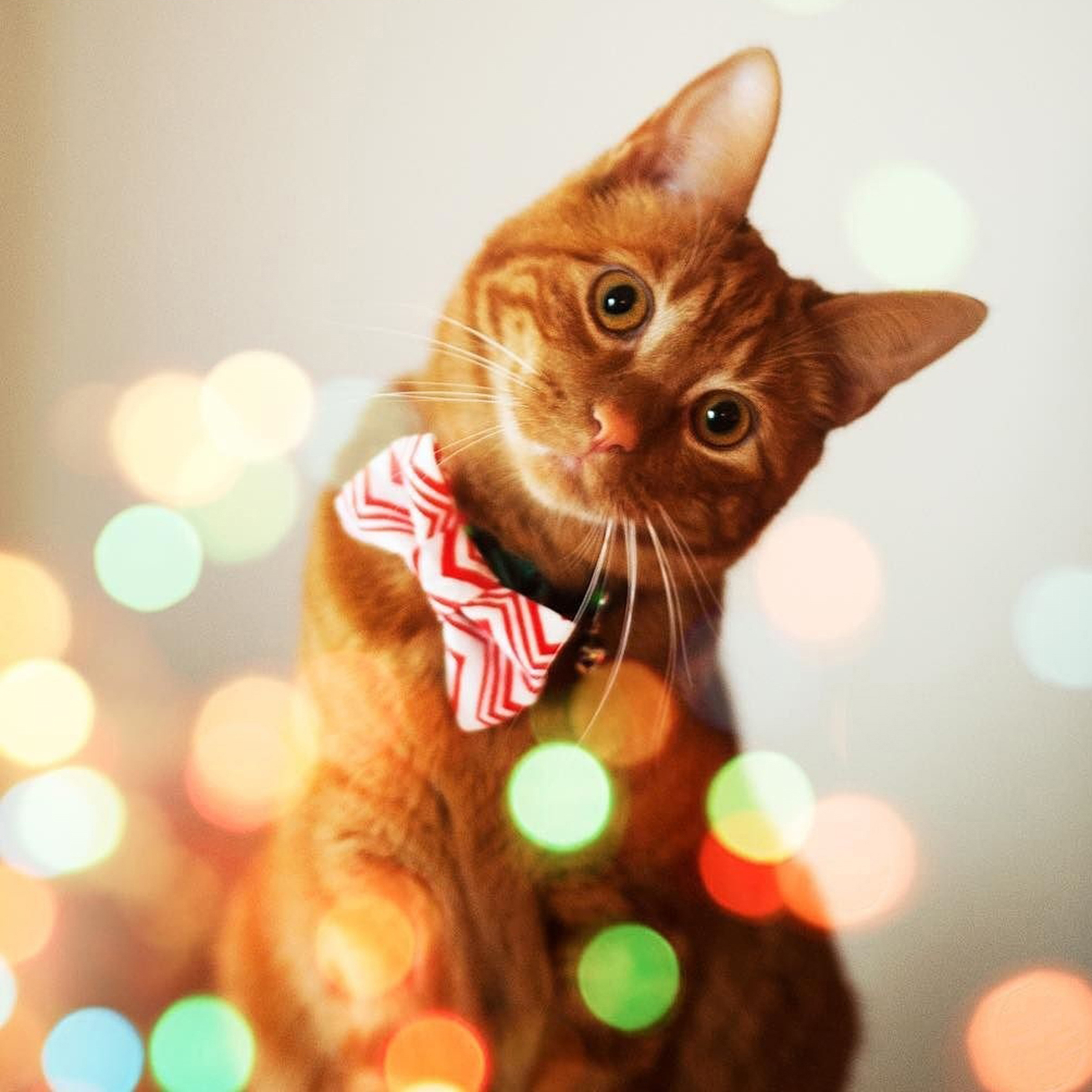 TacoCat Creations project image